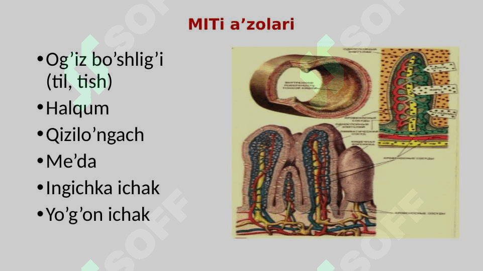 Ovqat hazm qilish trakti –me’da-ichak tizimi 5