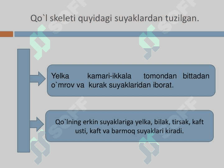 Qo'l va oyoq suyaklari 3