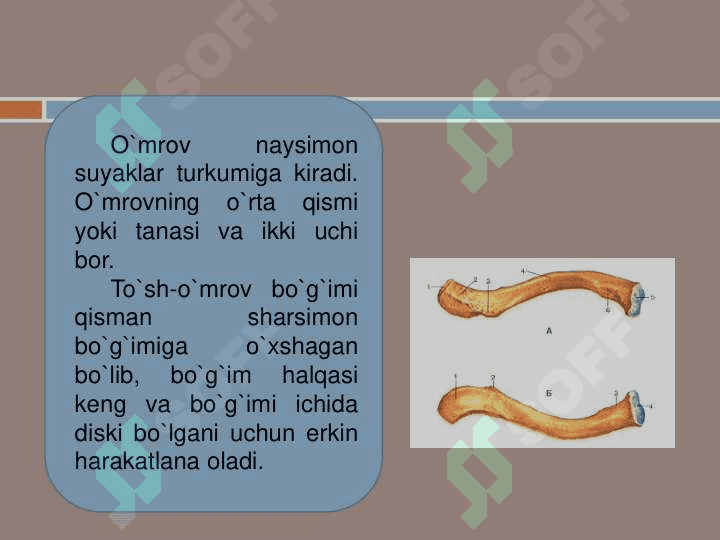 Qo'l va oyoq suyaklari 7