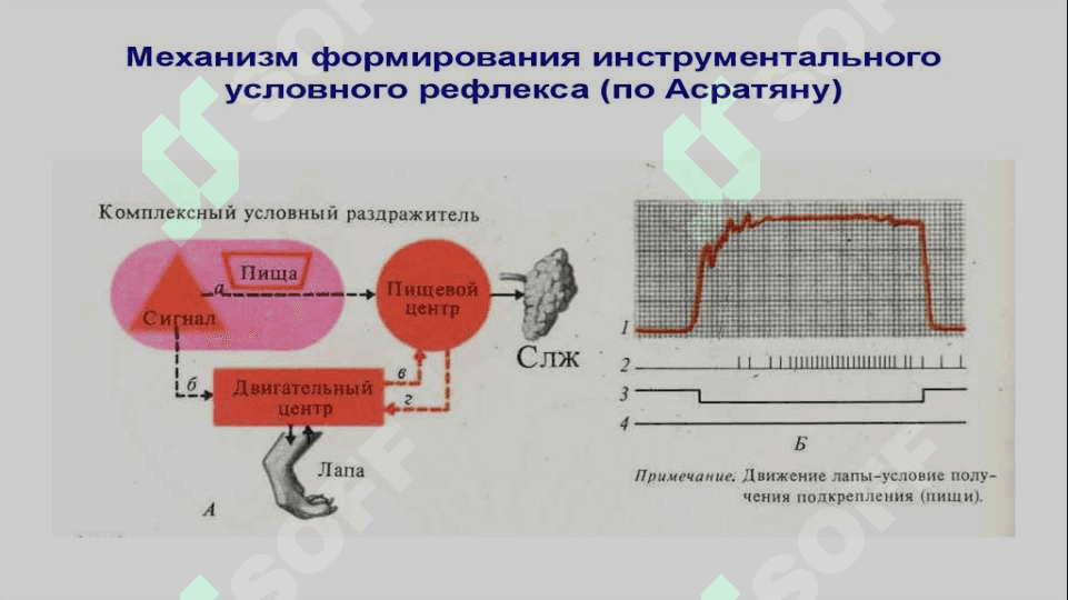 QO‘ZG‘ALUVCHAN TO‘QIMALARNING UMUMIY FIZIOLOGIYASI. Bi0logik to’qimaning xossalari. Ta’sirlovchilar 6