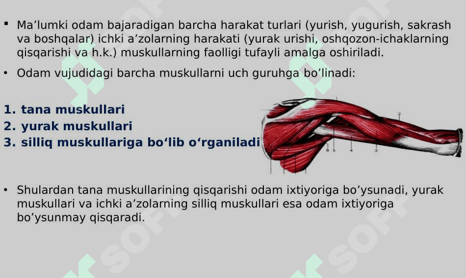 Muskul tizimining yosh xususiyatlari 2