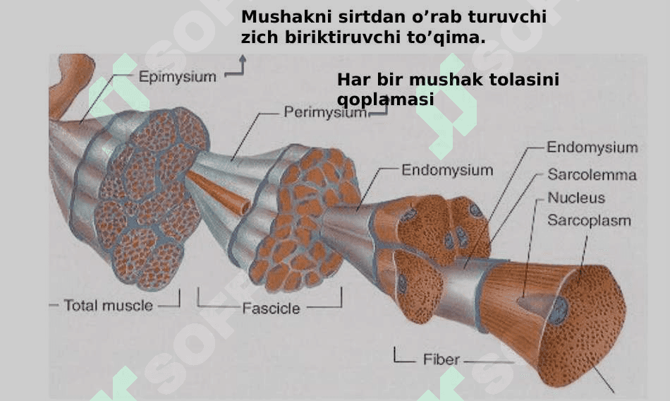 Muskul tizimining yosh xususiyatlari 5