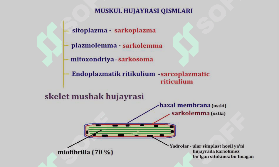 Muskul tizimining yosh xususiyatlari 7