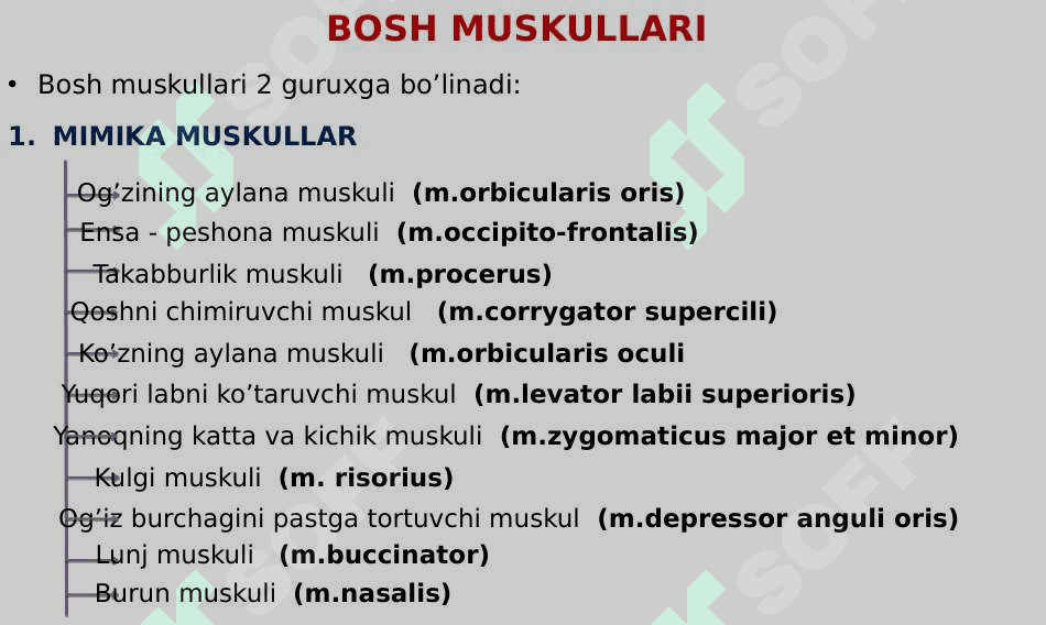 Muskul tizimining yosh xususiyatlari 8