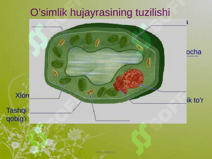Hujayra va uning tuzilishi 3