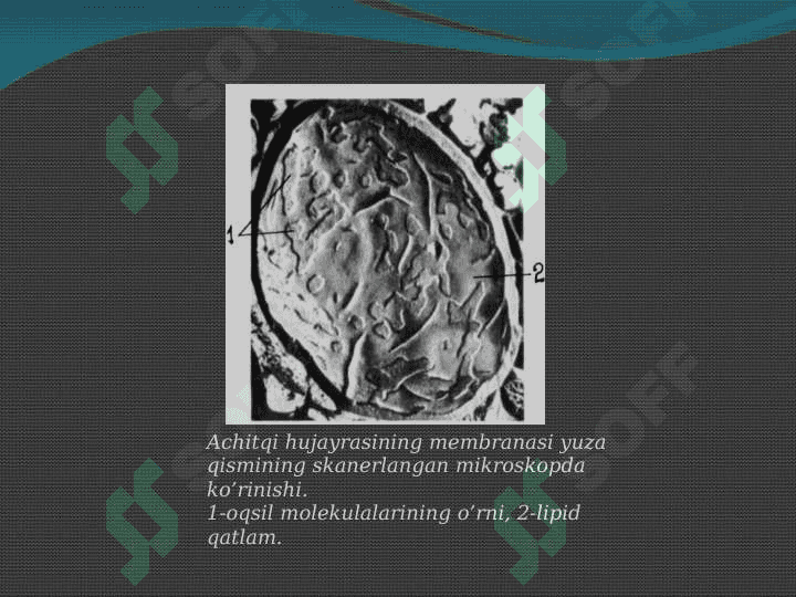 HUJAYRA MEMBRANASI 8