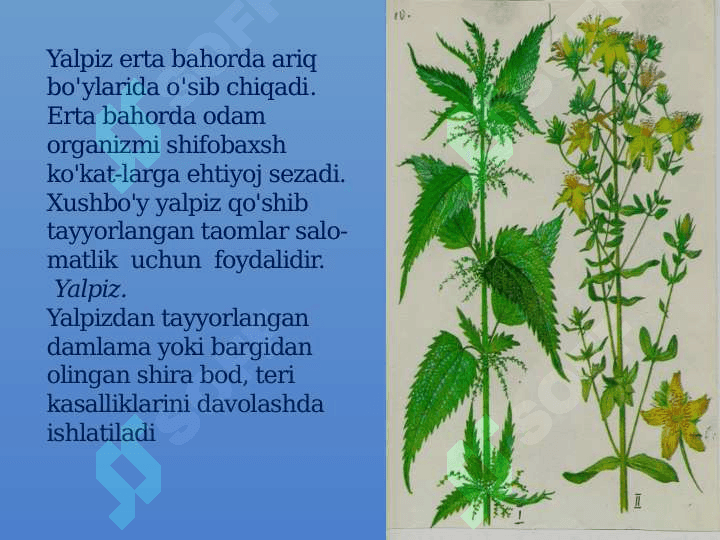 DORIVOR  O'SIMLIKLAR 3