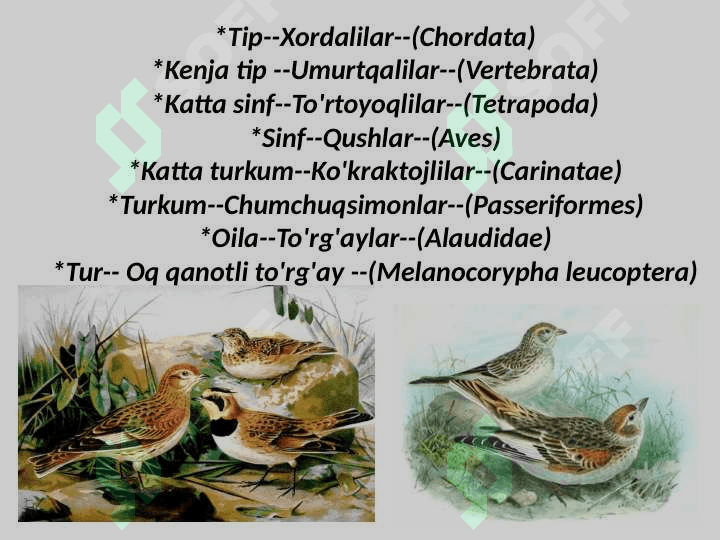 Oq qanotli to'rg'ay 2