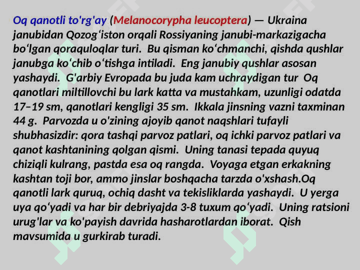 Oq qanotli to'rg'ay 3