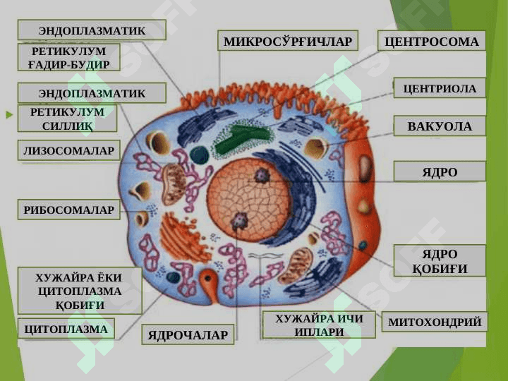 HUJAYRA SHIKASTLANISHI PATOFIZIOLOGIYASI 6