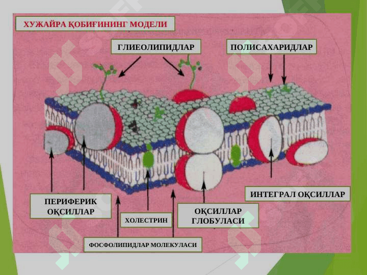 HUJAYRA SHIKASTLANISHI PATOFIZIOLOGIYASI 8