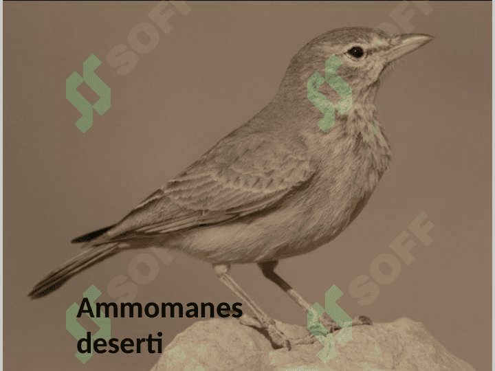 zooloiya; chumchuqsimonlar pptx 5