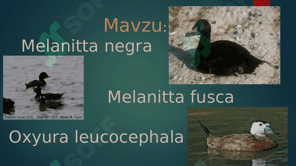 zoologiya ; o`rdaklar pptx 2