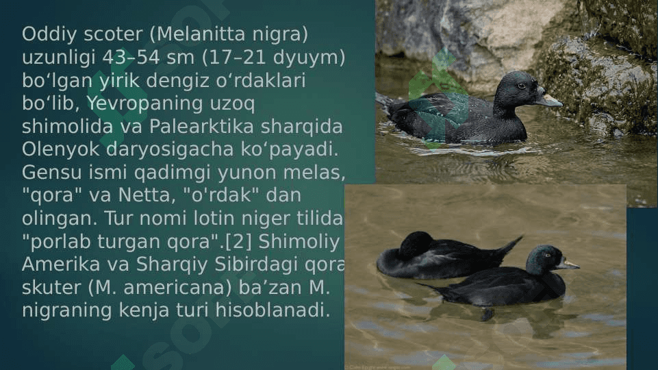 zoologiya ; o`rdaklar pptx 4