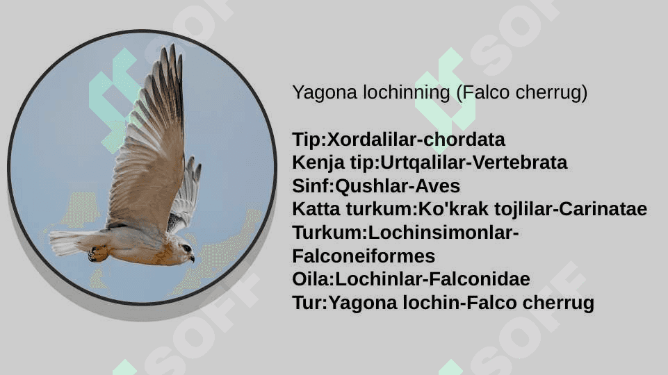 zoologiya lochinsimonlar turlari va ularning oilasi va tarqalish hududlari pptx 2