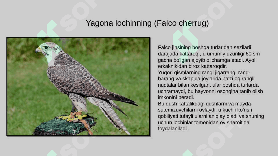zoologiya lochinsimonlar turlari va ularning oilasi va tarqalish hududlari pptx 3