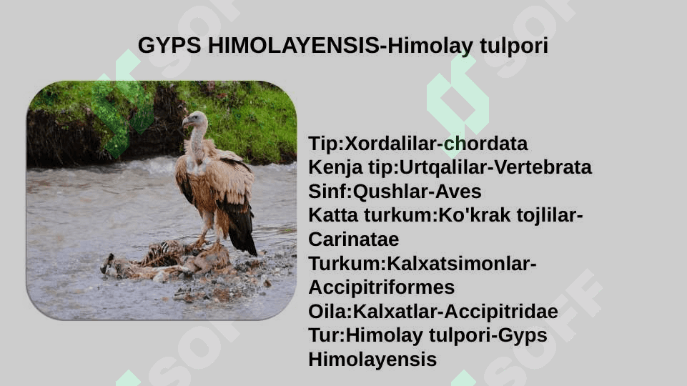 zoologiya lochinsimonlar turlari va ularning oilasi va tarqalish hududlari pptx 4