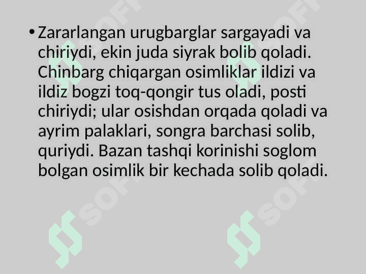 Poliz ekinlari kasalliklari 7