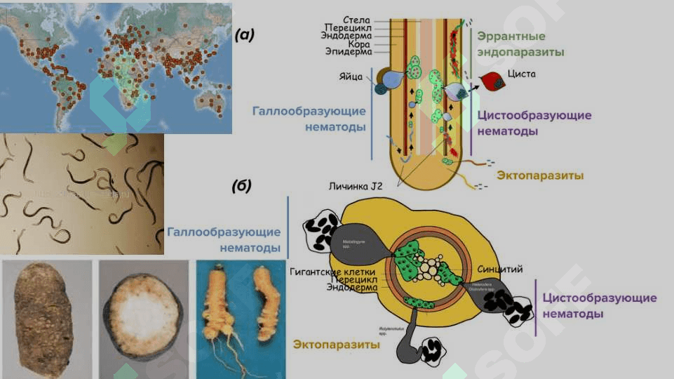 nematodalar turlari  pptx 3