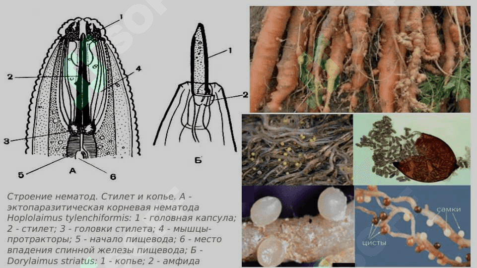 nematodalar turlari  pptx 4