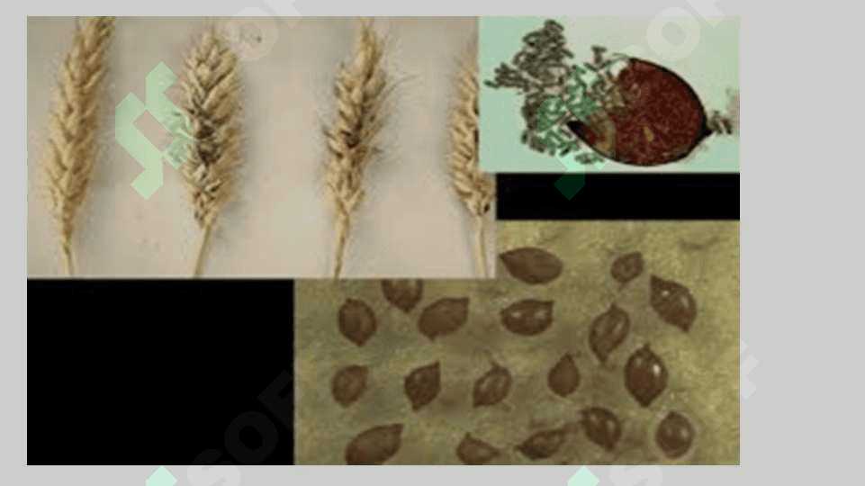 nematodalar turlari  pptx 6