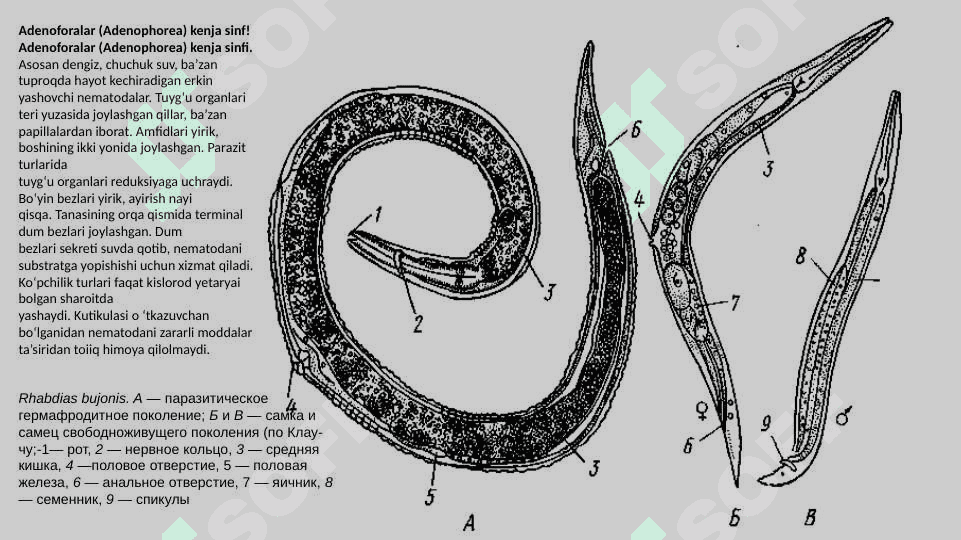 nematodalar turlari  pptx 7