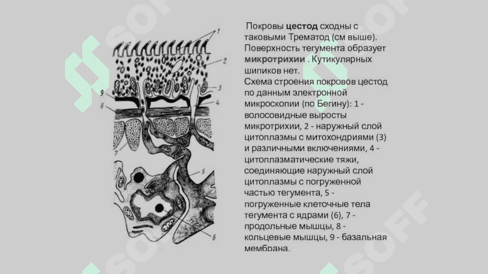 zoologiya tasmasimonlar chuvalchanglar turlari pptx 2
