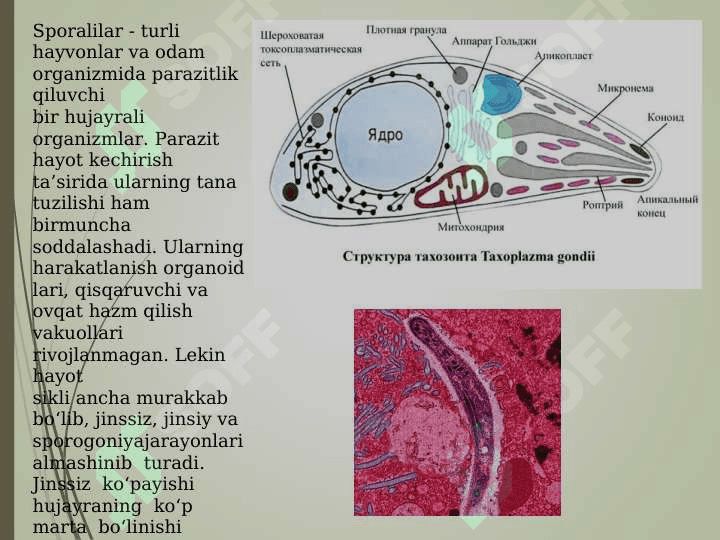 zoologiya sporalilar pptx 6