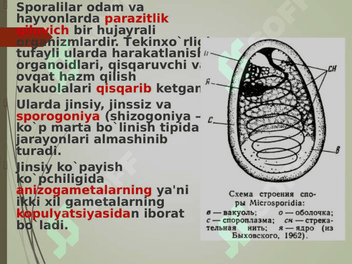 zoologiya sporalilar pptx 8