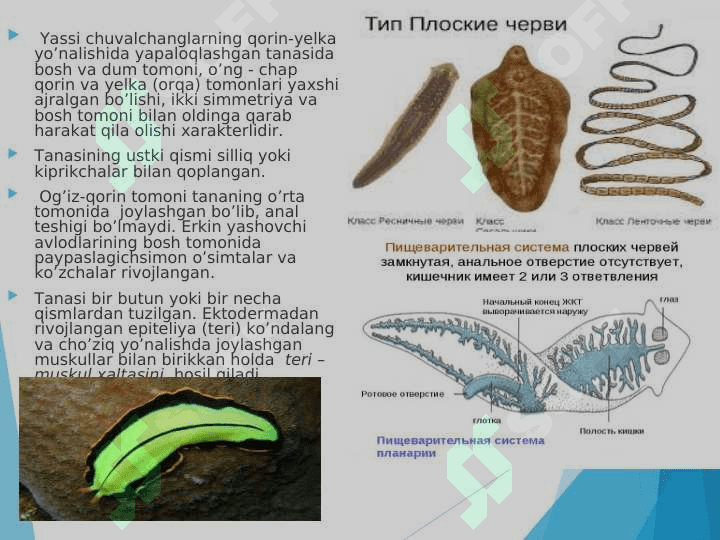 Yassi  chuvalchanglar  (Plathelminthes)  tipining umumiy tavsifi, sistematikasi. Kiprikli yassi chuvalchanglar (Trematoda) va So‘rg‘ichli  yassi chuvalchanglar (Trematoda)   sinfi pptx 2