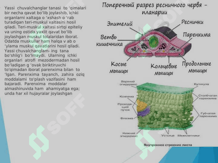 Yassi  chuvalchanglar  (Plathelminthes)  tipining umumiy tavsifi, sistematikasi. Kiprikli yassi chuvalchanglar (Trematoda) va So‘rg‘ichli  yassi chuvalchanglar (Trematoda)   sinfi pptx 3