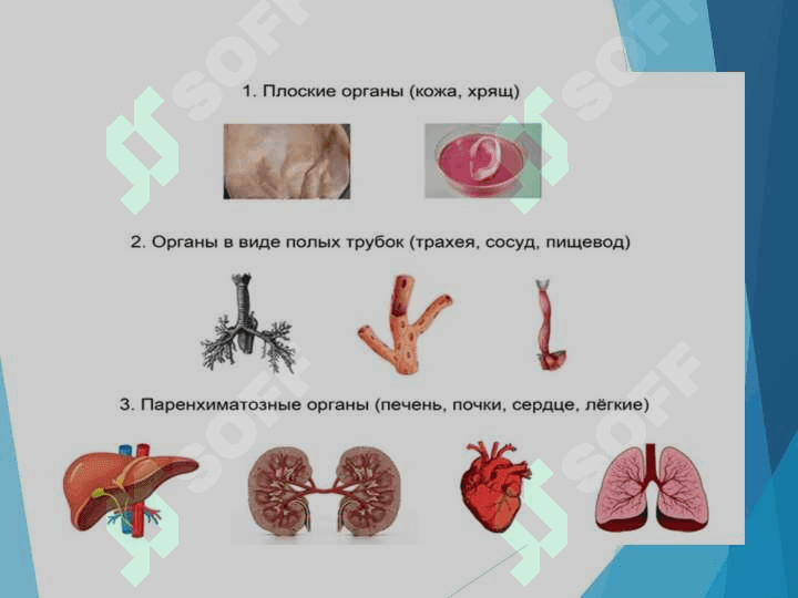 Yassi  chuvalchanglar  (Plathelminthes)  tipining umumiy tavsifi, sistematikasi. Kiprikli yassi chuvalchanglar (Trematoda) va So‘rg‘ichli  yassi chuvalchanglar (Trematoda)   sinfi pptx 4