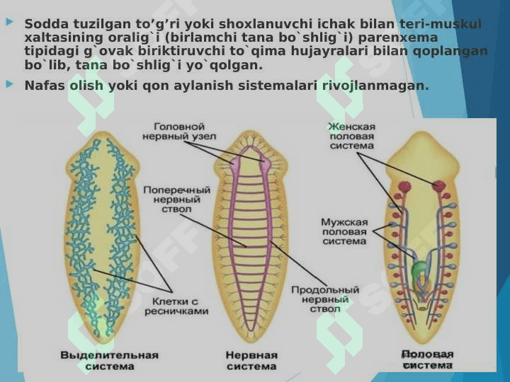 Yassi  chuvalchanglar  (Plathelminthes)  tipining umumiy tavsifi, sistematikasi. Kiprikli yassi chuvalchanglar (Trematoda) va So‘rg‘ichli  yassi chuvalchanglar (Trematoda)   sinfi pptx 5
