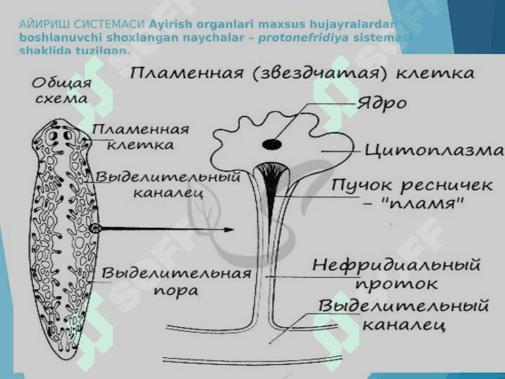 Yassi  chuvalchanglar  (Plathelminthes)  tipining umumiy tavsifi, sistematikasi. Kiprikli yassi chuvalchanglar (Trematoda) va So‘rg‘ichli  yassi chuvalchanglar (Trematoda)   sinfi pptx 6