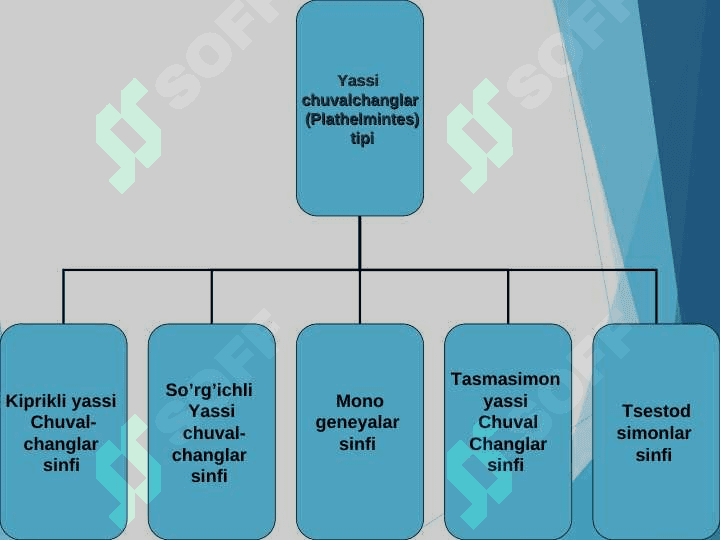 Yassi  chuvalchanglar  (Plathelminthes)  tipining umumiy tavsifi, sistematikasi. Kiprikli yassi chuvalchanglar (Trematoda) va So‘rg‘ichli  yassi chuvalchanglar (Trematoda)   sinfi pptx 7