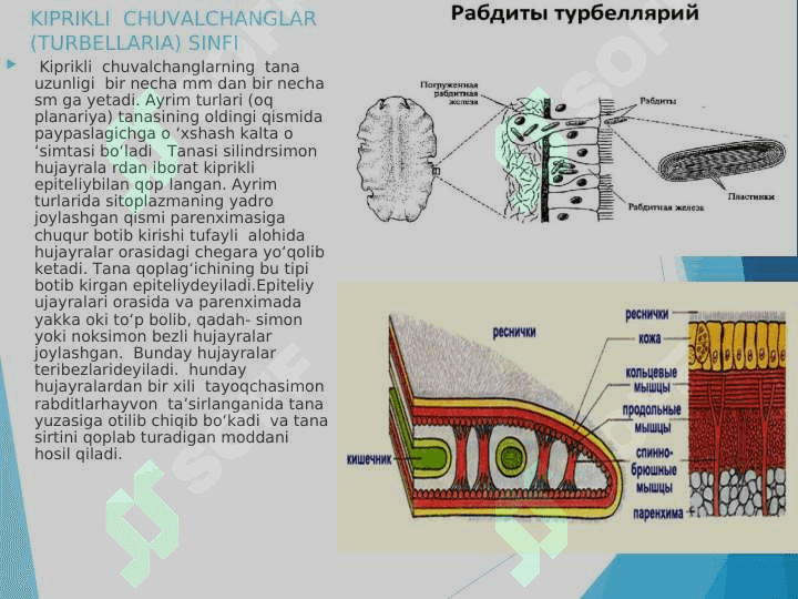 Yassi  chuvalchanglar  (Plathelminthes)  tipining umumiy tavsifi, sistematikasi. Kiprikli yassi chuvalchanglar (Trematoda) va So‘rg‘ichli  yassi chuvalchanglar (Trematoda)   sinfi pptx 8