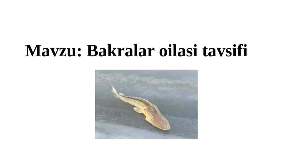 Zoologiya Bakralar oilasi tavsifi pptx