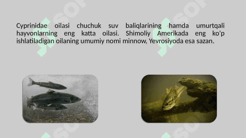 Karplar (Cyprinidae) oilasi tavsifi pptx 4