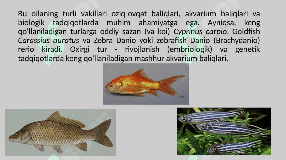 Karplar (Cyprinidae) oilasi tavsifi pptx 6