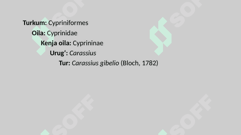 Karplar (Cyprinidae) oilasi tavsifi pptx 8