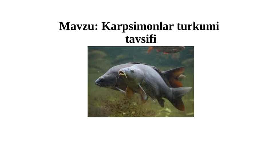 Karpsimonlar turkumi tavsifi  pptx