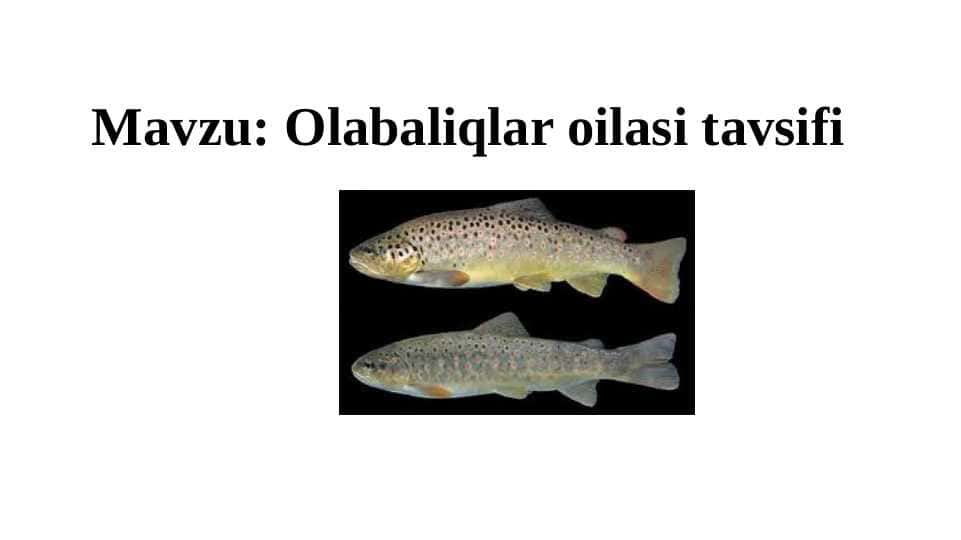 Olabaliqlar oilasi tavsifi pptx