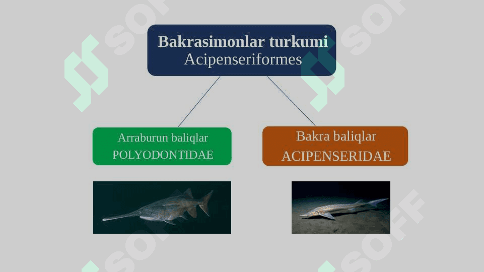 Olabaliqlar oilasi tavsifi pptx 6