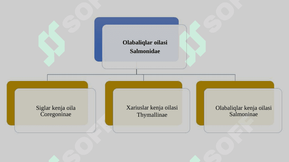 Olabaliqlar oilasi tavsifi pptx 7