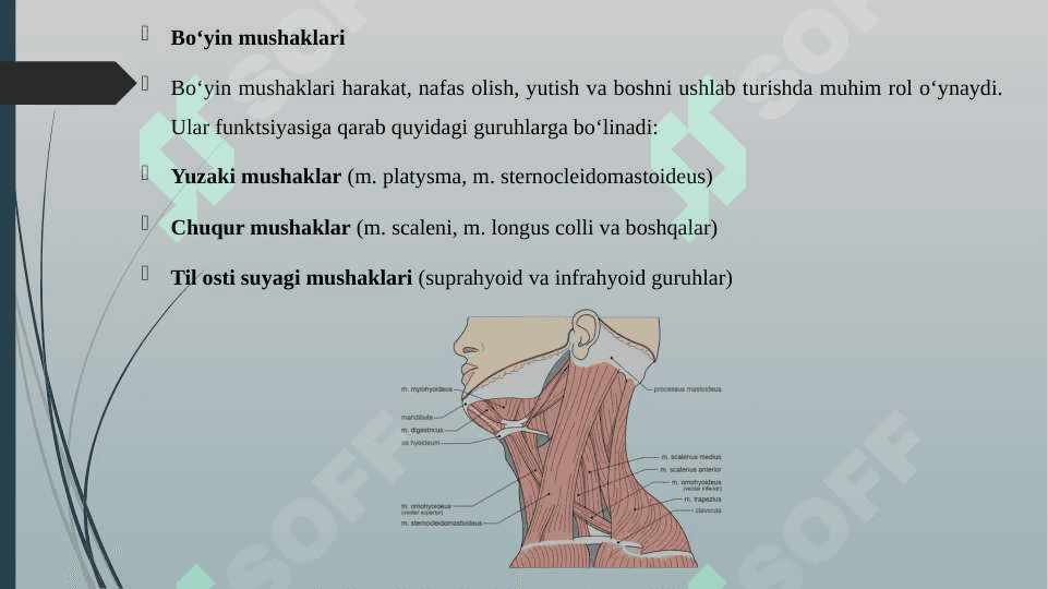 BO'YIN MUSHAKLARI. BO'YIN UCHBURCHAKLARI BO'YIN FATSIYALARI. ULARNING YOSHGA DOIR XUSUSIYATLARI 3