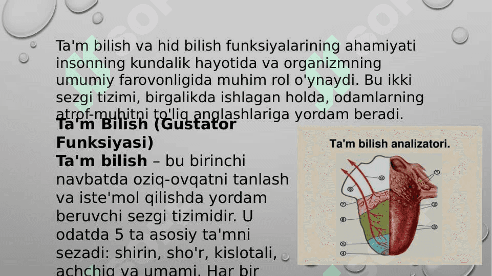 Ta'm bilish va hid bilish funksiyalari 2