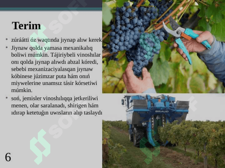 Vino alıwda juzimdi qayta islew 6