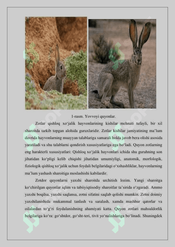 Quyonlarning kelib chiqish tarixi va biologic xususiyatlari 4