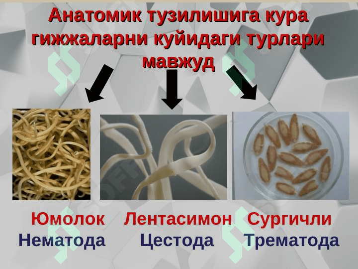 Gelmintozlar 7
