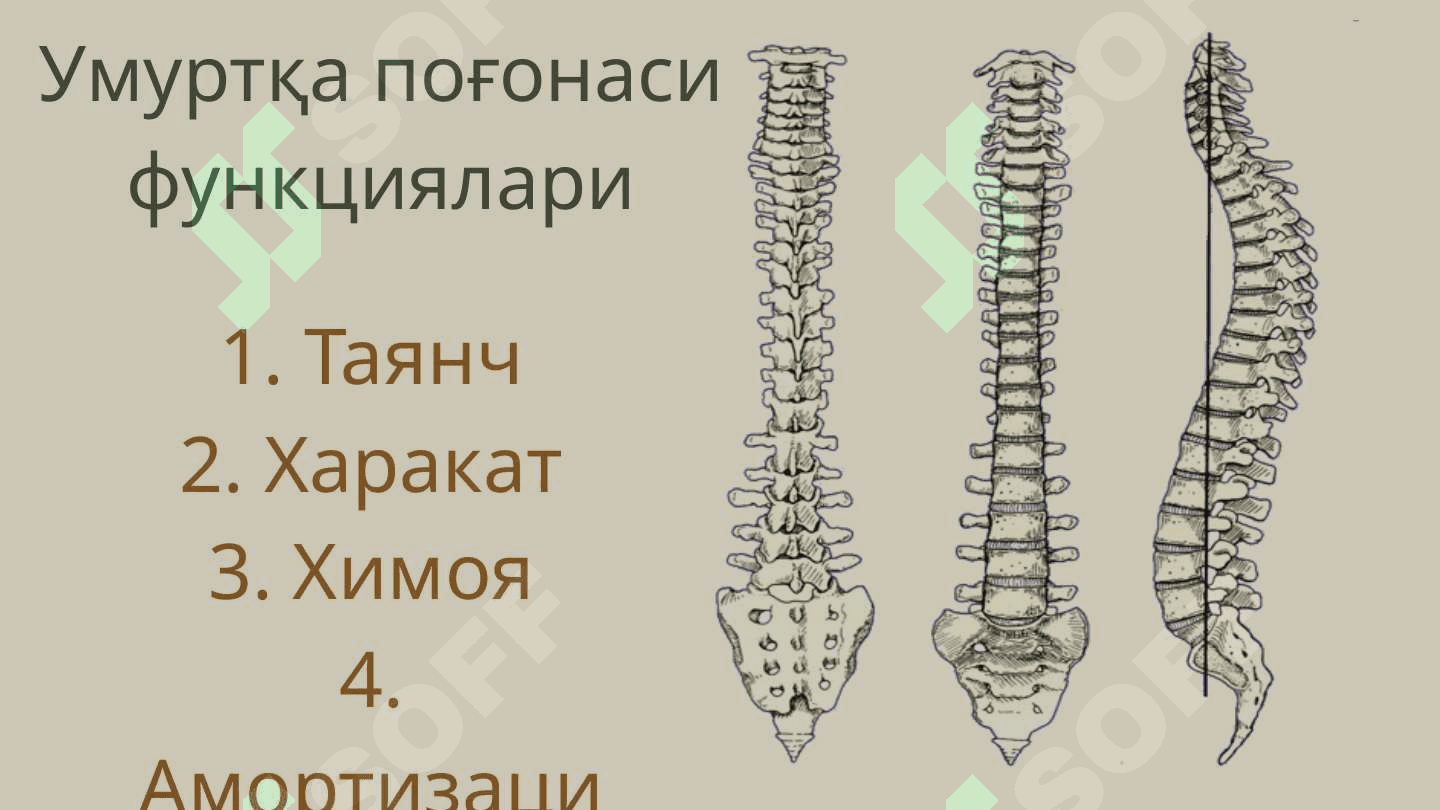 Kattalar va bolalarda umurtqa pog`onasi shikastlanishlari. Chanoq suyaklarini sinishi.Son suyagini shikastlanishlari 3